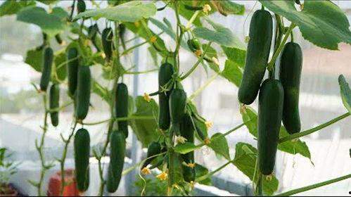 吃瓜能持续多久,揭秘吃瓜能持续多久的奥秘