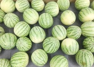 群众安静吃瓜视频,群众悠闲共享吃瓜时光