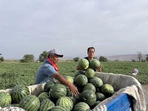 吃瓜雄县,揭秘我国农村新现象背后的故事