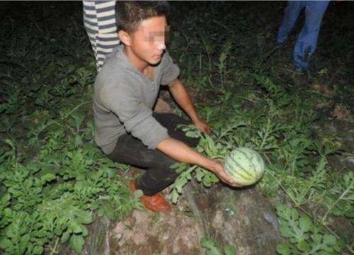 农村辣哥偷瓜吃瓜视频,欢乐瞬间引网友热议