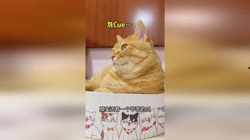 猫城堡吃瓜,揭秘猫咪们的欢乐时光