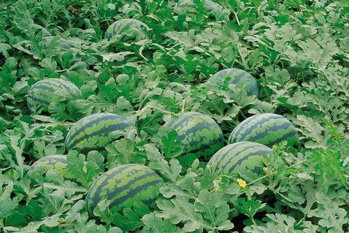 太公湖草原吃瓜,尽享清凉时光