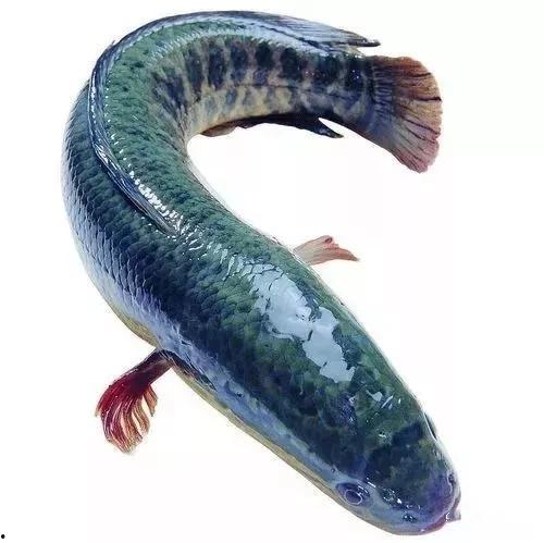 刘大瓜吃乌鱼,一场味蕾与视觉的盛宴