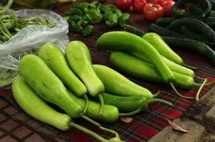 带苦味的三月瓜怎么吃