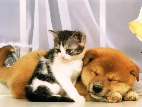 猫圈狗圈吃瓜,吃瓜群众围观宠物圈精彩瞬间