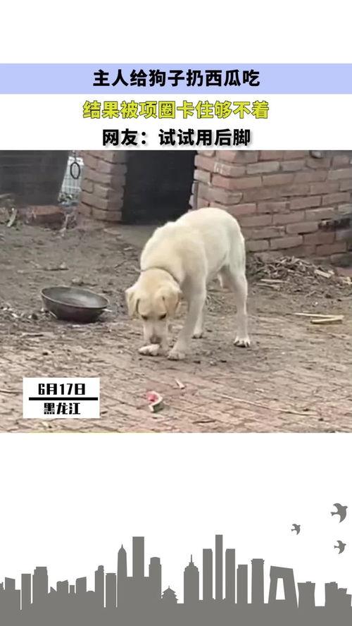 猫圈狗圈吃瓜,吃瓜群众围观宠物圈精彩瞬间