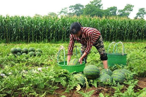大丰收吃瓜,瓜果飘香，共享丰收喜悦