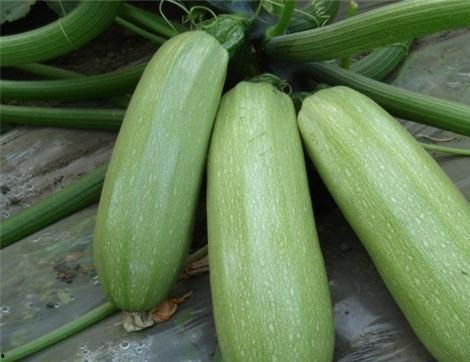 吃宁夏瓜有啥好处,宁夏瓜的营养益处大盘点