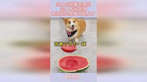 狗主子吃瓜,揭秘宠物界的趣味生活