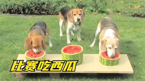 狗主子吃瓜,揭秘宠物界的趣味生活