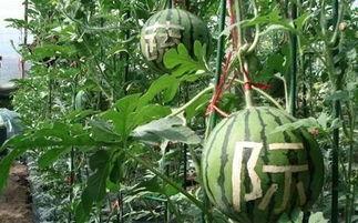 吃瓜雨女,揭秘校园里的“瓜田”趣事