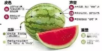 微信吃瓜总部,网络热点的幕后推手