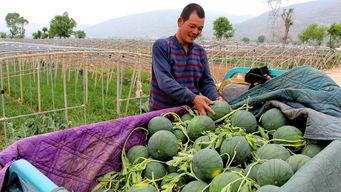 碣石镇吃瓜,瓜香四溢，品味夏日风情