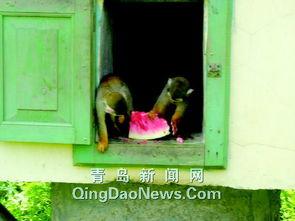 吃瓜熊,揭秘娱乐圈的“瓜田”趣事