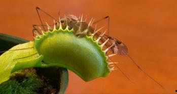 带你吃瓜合体生物,带你探索“带你吃瓜合体生物”的奇妙世界