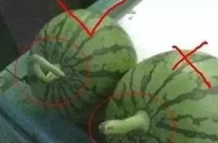 如何正确的吃瓜,揭秘正确吃瓜的五大秘诀