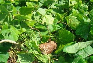 瓜叶尖怎么吃,探索绿色蔬菜的新吃法