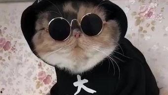 吃瓜看戏的喵哥,揭秘娱乐圈幕后风云