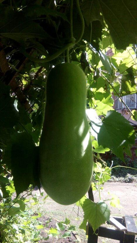 专业吃瓜图片,带你领略美食与视觉的盛宴