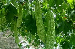 来永安吃瓜,品味夏日瓜果盛宴