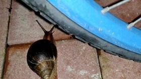 蜗牛吃哈密瓜可以吃吗,探索自然界的奇妙现象