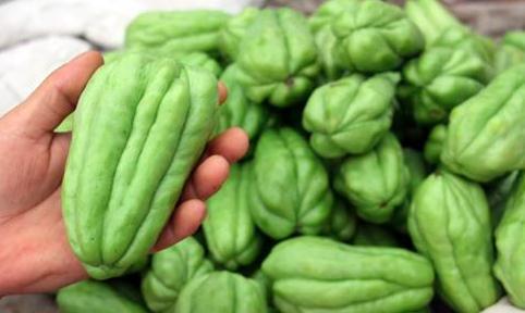 长寿瓜怎么吃,解锁健康长寿的秘密