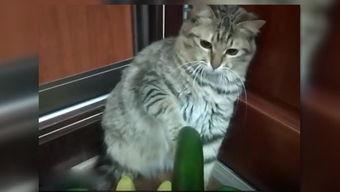 小猫吃老瓜吗,揭秘它们对老瓜的喜爱之谜