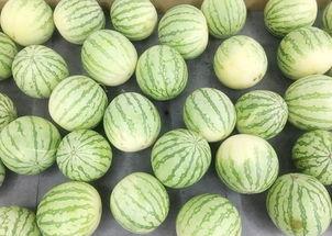 吃瓜群众真吃上瓜,一场意外的瓜界盛宴