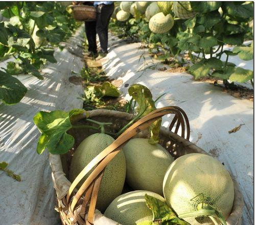 阿吴吃瓜,揭秘娱乐圈幕后故事