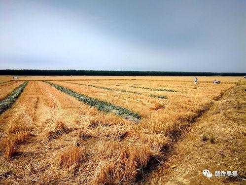 阿吴吃瓜,揭秘娱乐圈幕后故事