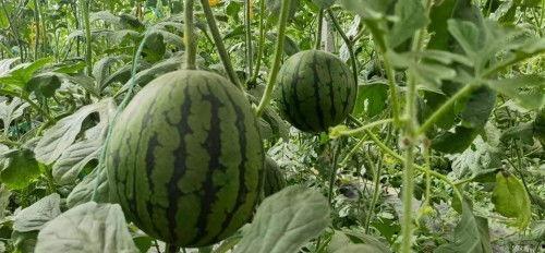 自由吃瓜的时候,畅享娱乐盛宴