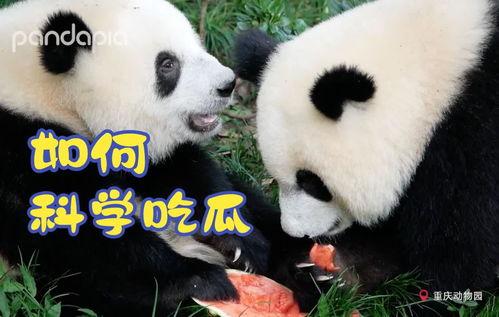 吃瓜国宝,探寻国宝级美食背后的故事