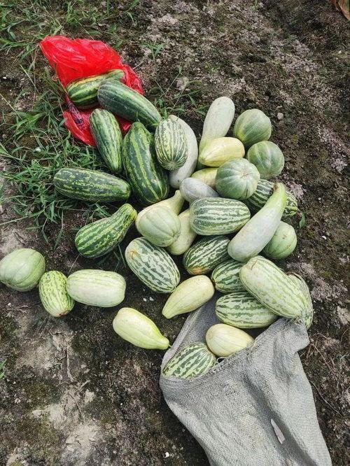 自己吃的瓜怎么种