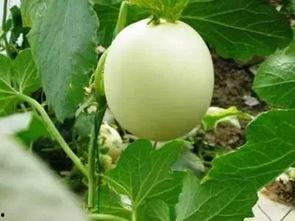 自己吃的瓜怎么种