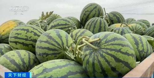 自己吃的瓜怎么种