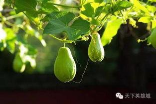 佛手瓜不适哪类人吃,这四类人群不宜食用