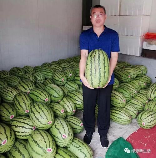 怎么玩吃瓜比赛,轻松上手，一起挑战吃瓜大赛！