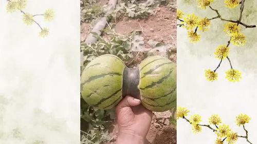 吃瓜神器双头,一瓜两吃，畅享美味新体验