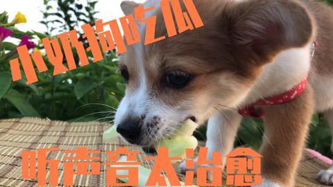 吃瓜被狗舔,一场意外的“亲密接触”