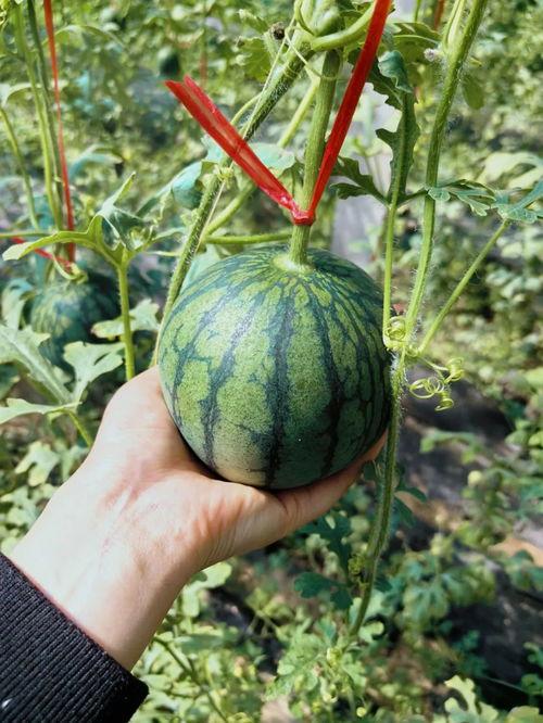 2021吃的瓜,年度热点事件回顾