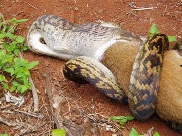 吞噬巨蟒吃瓜视频大全,惊险刺激视频大盘点