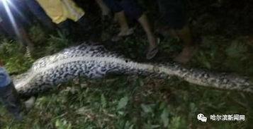 吞噬巨蟒吃瓜视频大全,惊险刺激视频大盘点