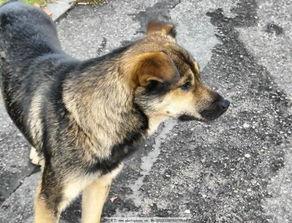 广东土狗吃瓜,揭秘吃瓜背后的文化内涵