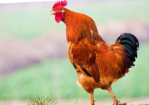 公鸡打架鸭子吃瓜