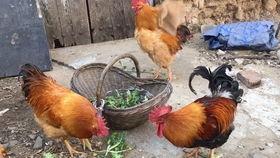 公鸡打架鸭子吃瓜