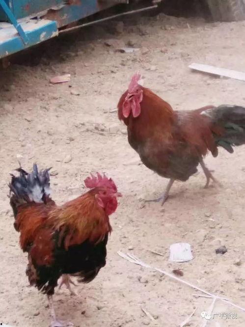 公鸡打架鸭子吃瓜