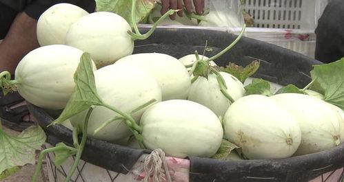 冰淇淋瓜什么季节吃,冰淇淋瓜——夏季消暑新宠