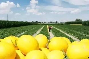 八里香蜜瓜怎么吃,解锁甜蜜味蕾新体验