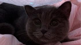 带你吃瓜野生猫咪,野生猫咪的“吃瓜”生活