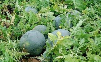 吃瓜多久后可以喝水